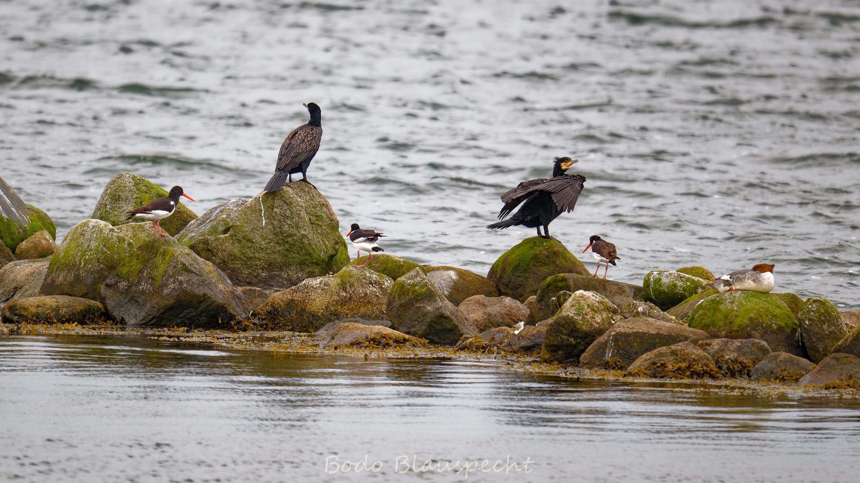 06.27 09.53 30   Natur   Maasholm HQ